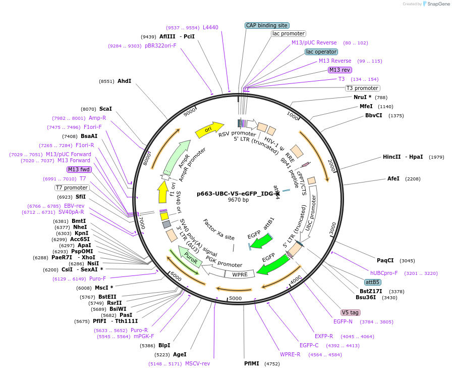 135265-plasmid-map-sequence-id-268086