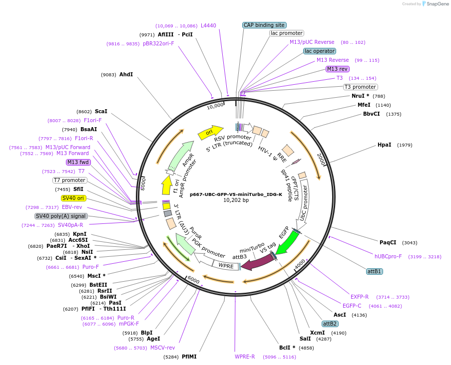 135240-plasmid-map-sequence-id-268088
