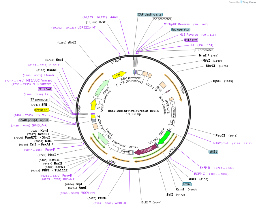 135241-plasmid-map-sequence-id-268090