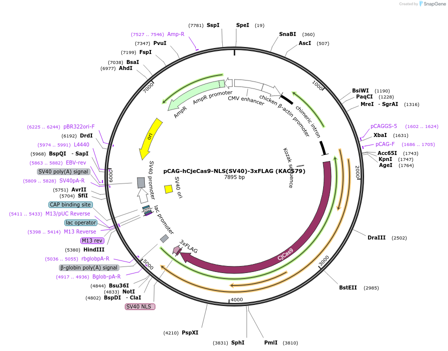 133789-plasmid-map-sequence-id-268569
