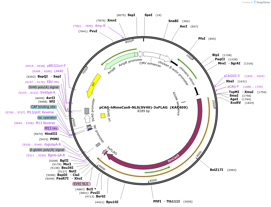 133790-plasmid-map-sequence-id-268572