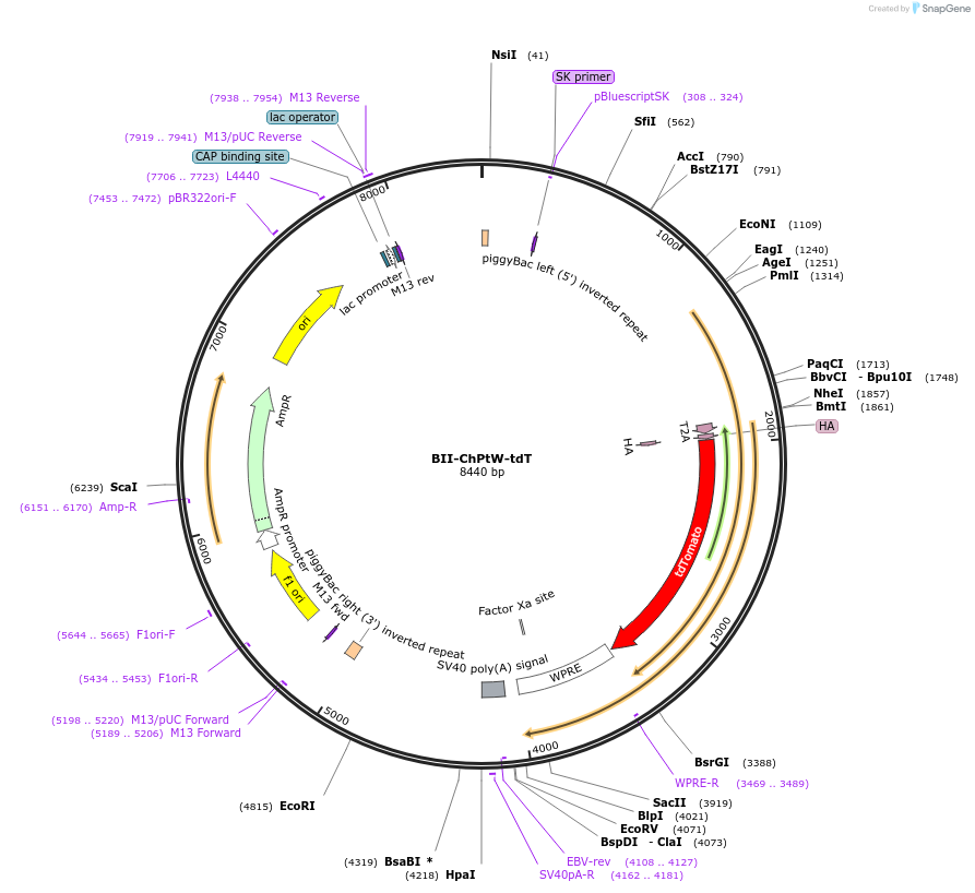 133401-plasmid-map-sequence-id-268578