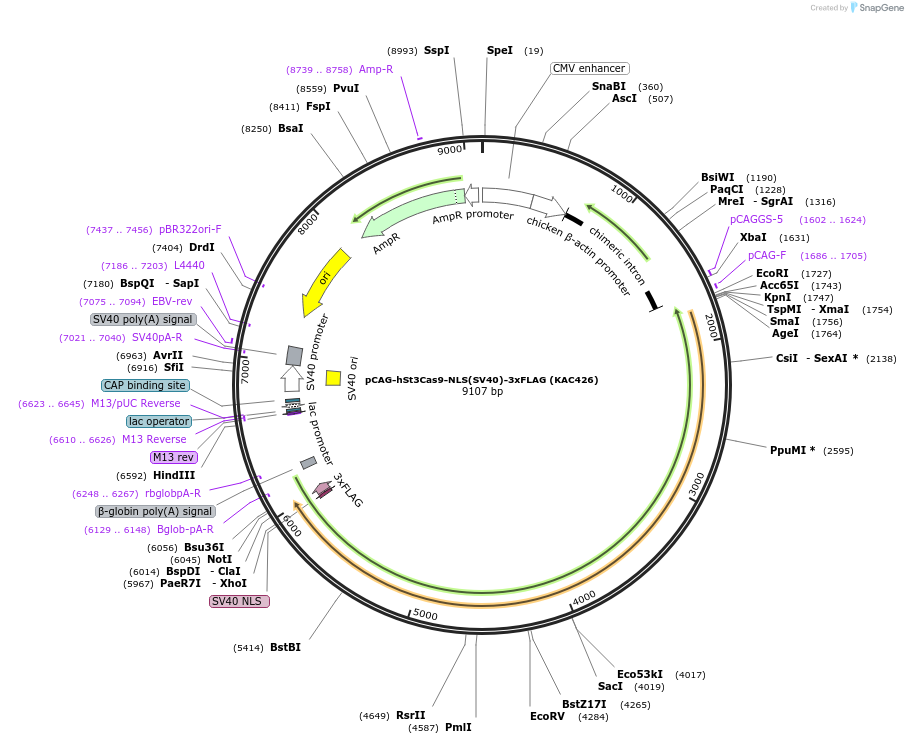 133788-plasmid-map-sequence-id-268582