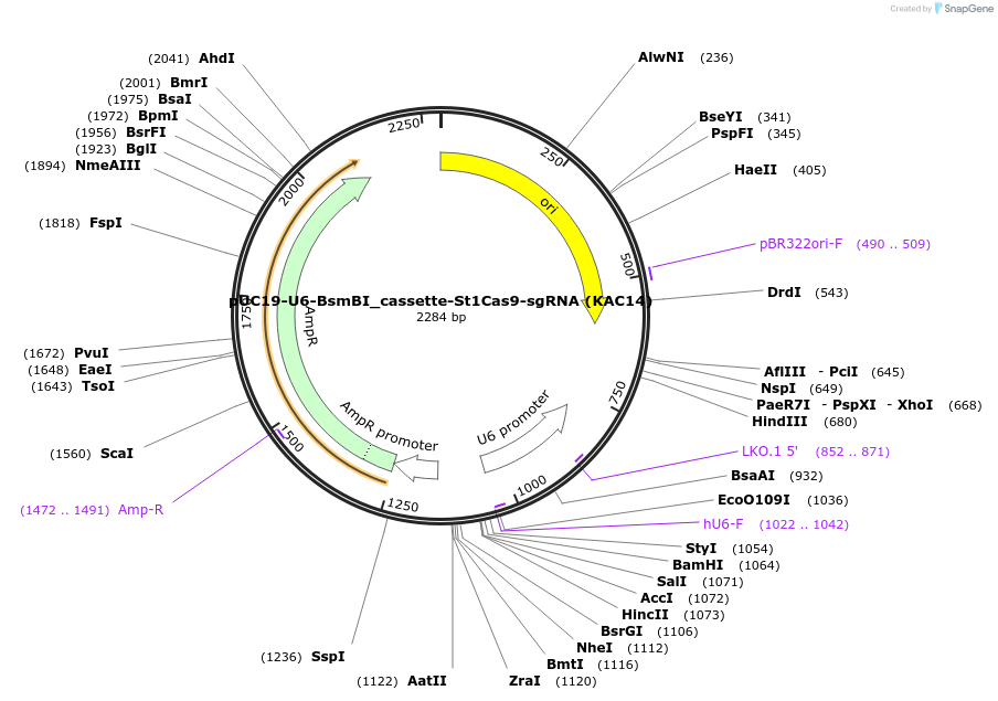 133791-plasmid-map-sequence-id-268588