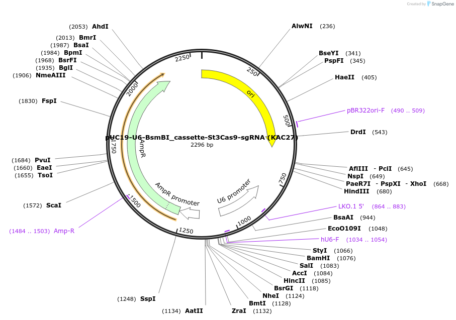 133792-plasmid-map-sequence-id-268589
