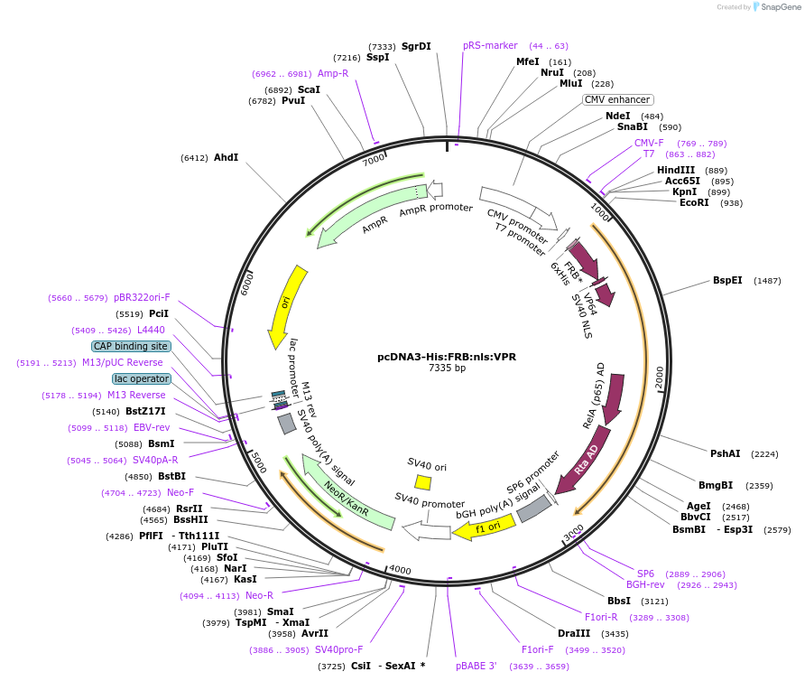 135987-plasmid-map-sequence-id-268598