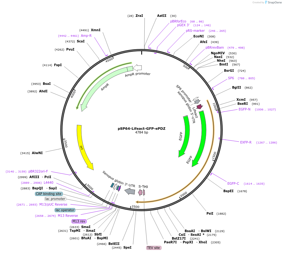 135602-plasmid-map-sequence-id-268615
