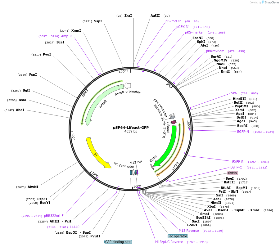 135601-plasmid-map-sequence-id-268617