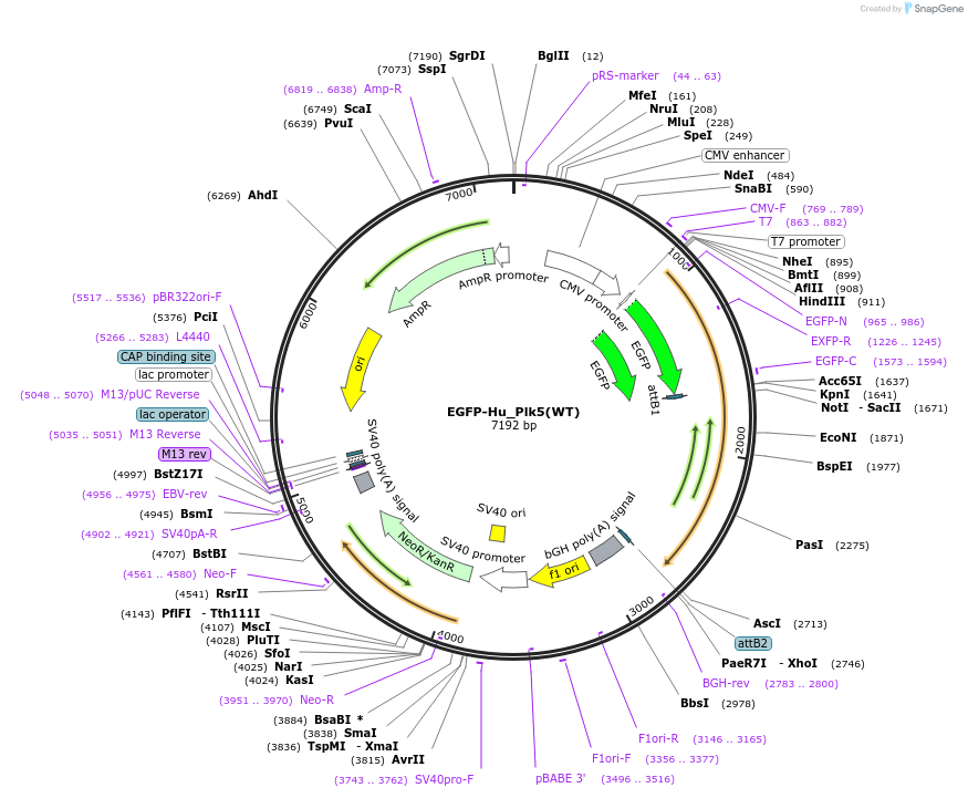 136319-plasmid-map-sequence-id-268622