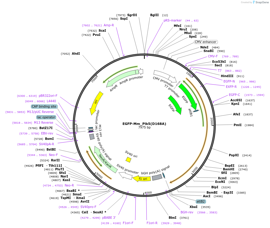 136318-plasmid-map-sequence-id-268624