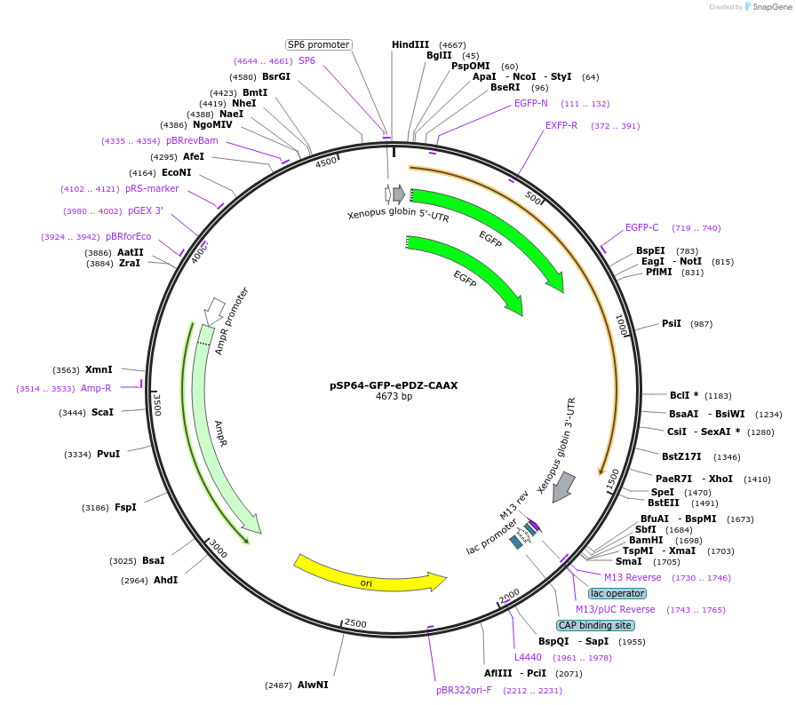135603-plasmid-map-sequence-id-268860