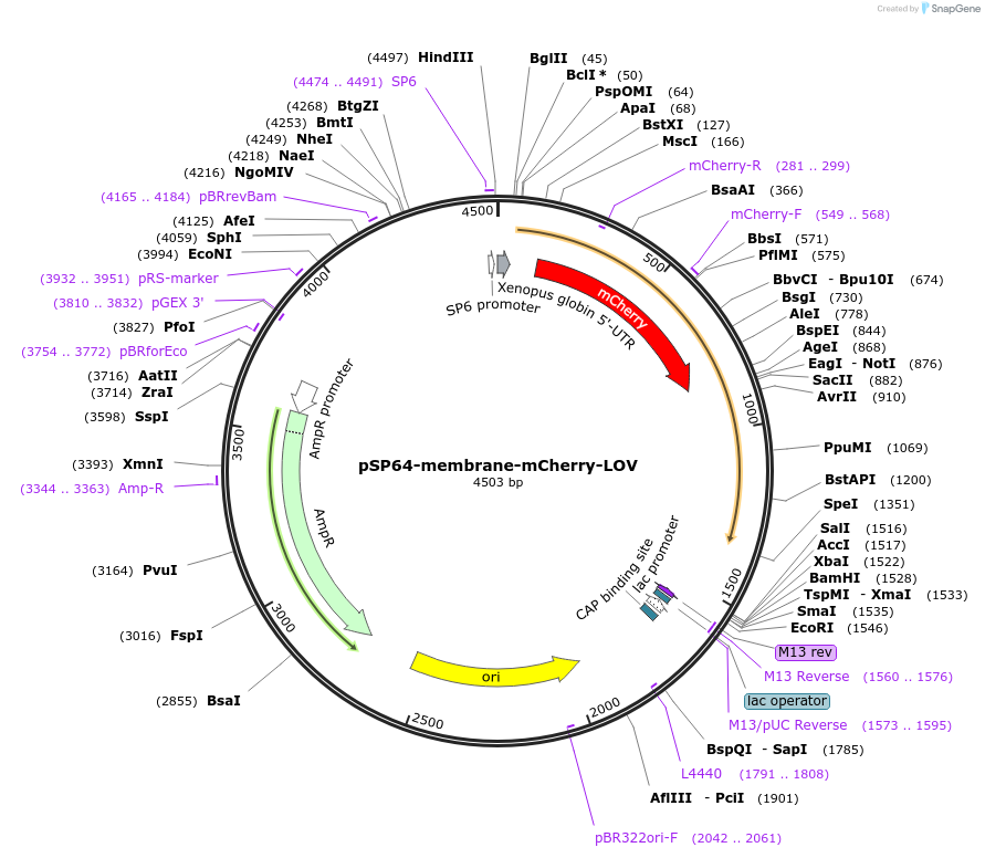 135599-plasmid-map-sequence-id-268878