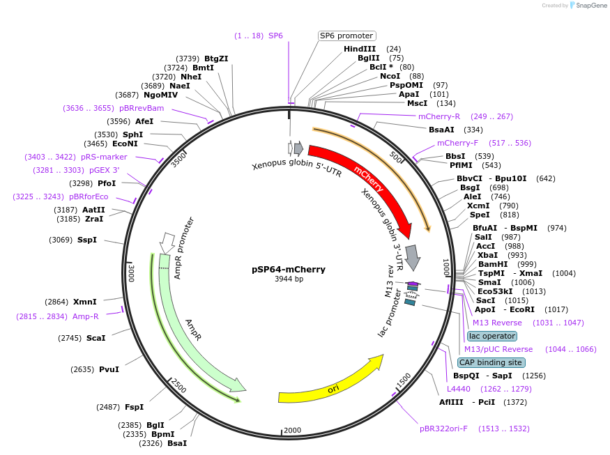 135597-plasmid-map-sequence-id-268883