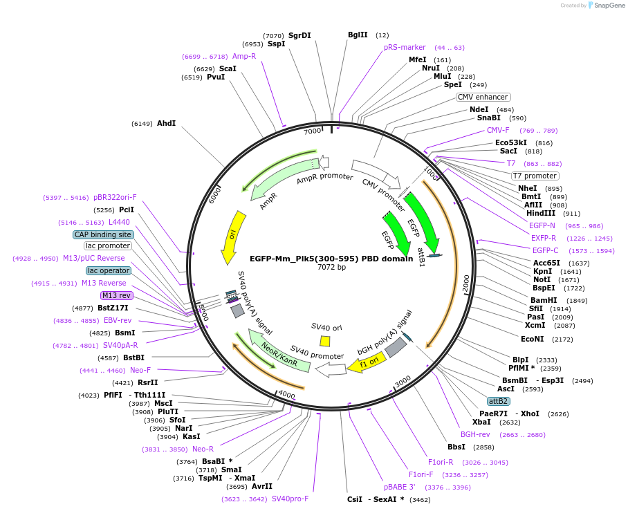 136316-plasmid-map-sequence-id-268889