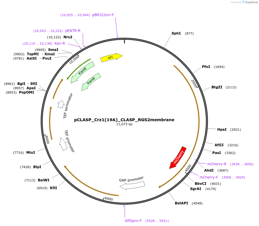133085-plasmid-map-sequence-id-268911
