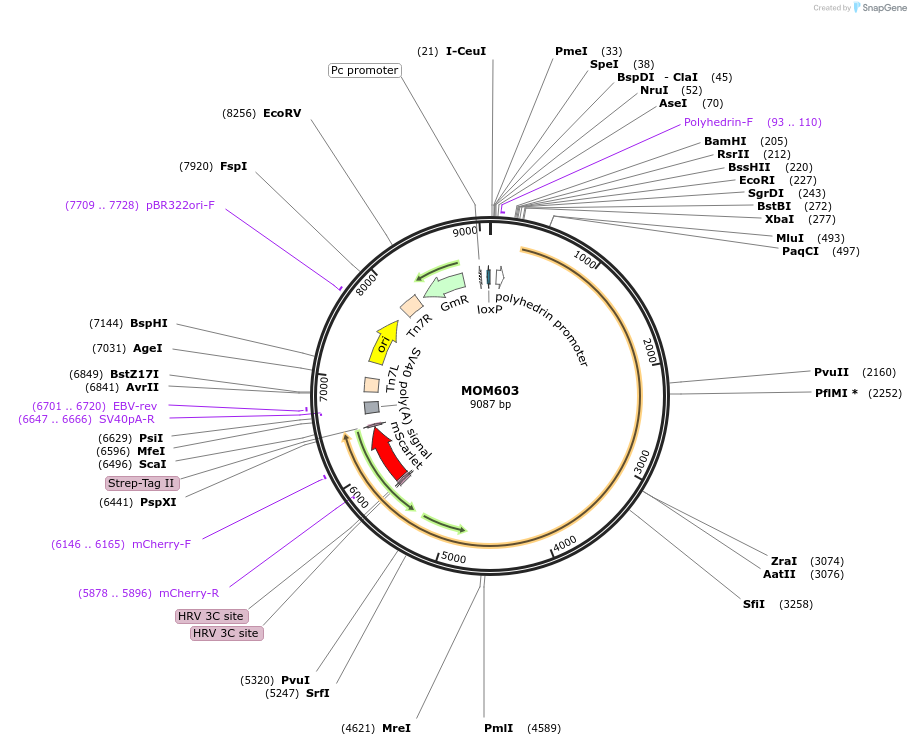 133242-plasmid-map-sequence-id-268917