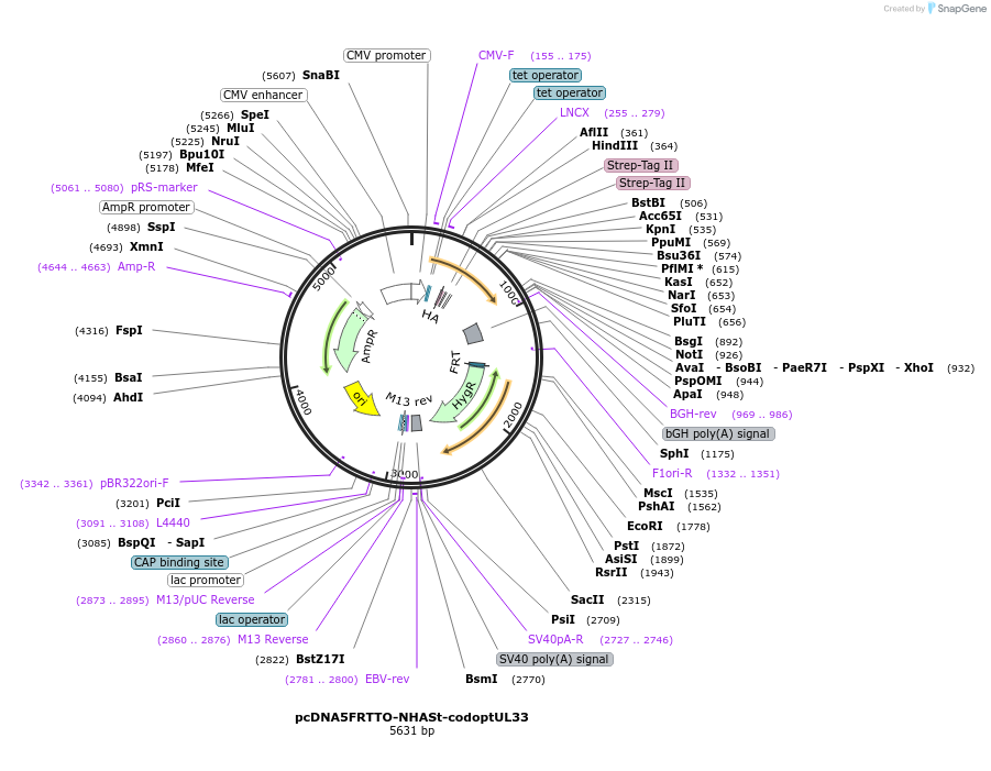 135103-plasmid-map-sequence-id-268918
