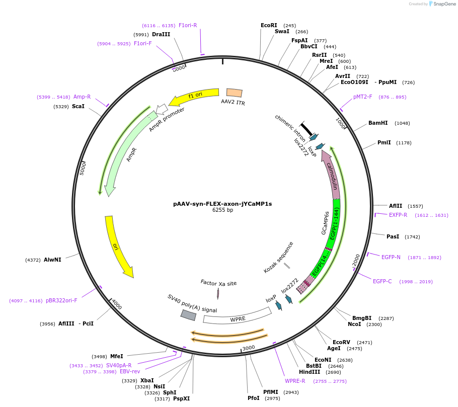 135421-plasmid-map-sequence-id-268929