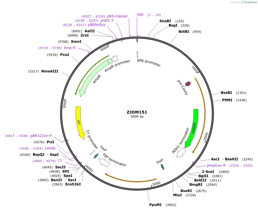 133643-plasmid-map-sequence-id-268961