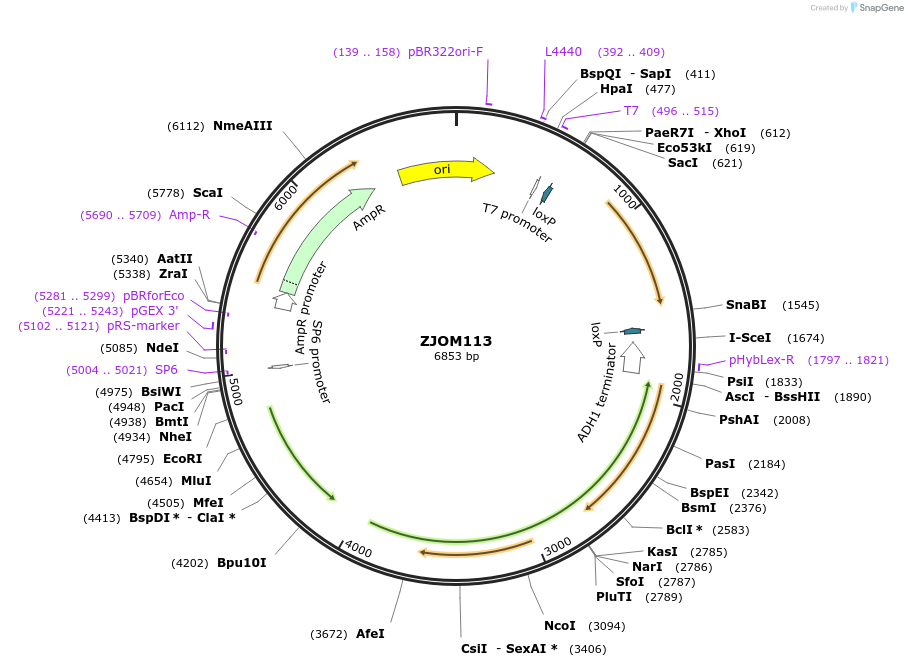 133666-plasmid-map-sequence-id-268963