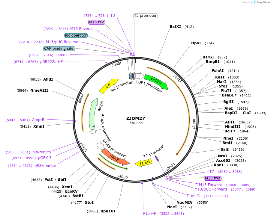 133641-plasmid-map-sequence-id-268964