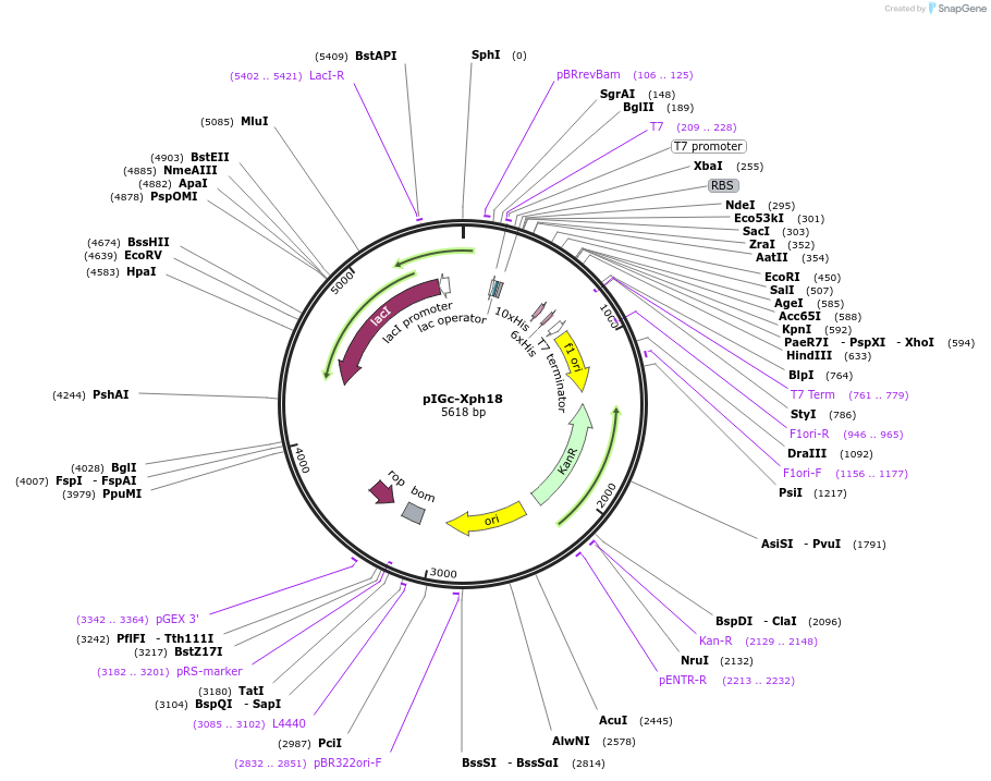 133029-plasmid-map-sequence-id-268965