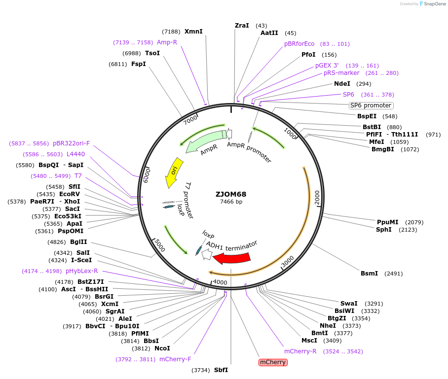 133657-plasmid-map-sequence-id-268966