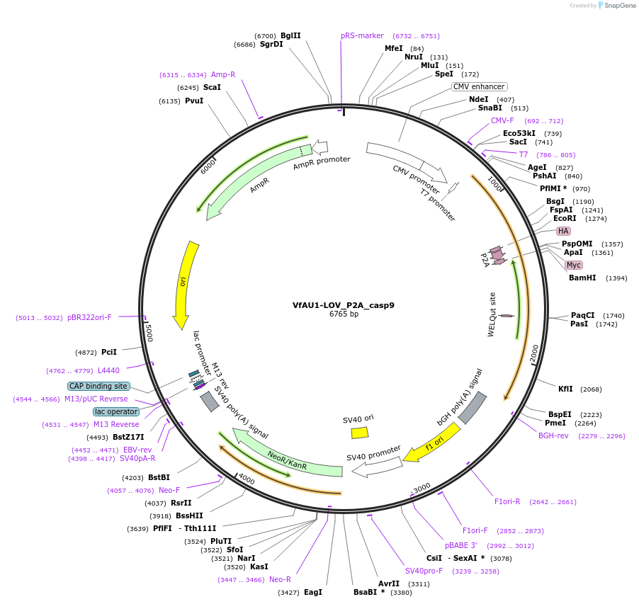 131224-plasmid-map-sequence-id-268973