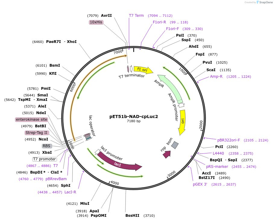 135629-plasmid-map-sequence-id-268981