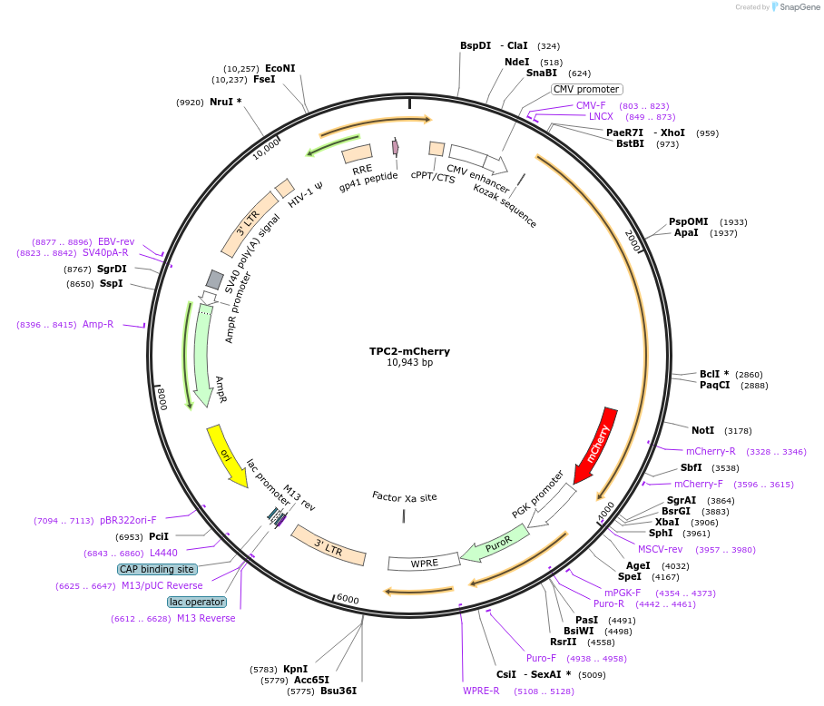135183-plasmid-map-sequence-id-269004