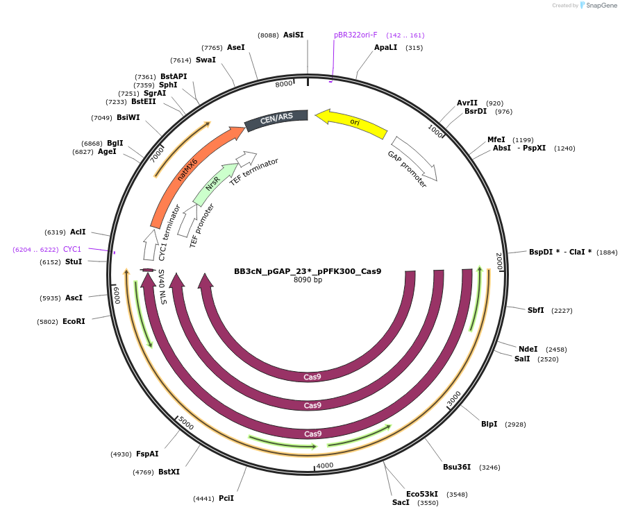 104911-plasmid-map-sequence-id-269032
