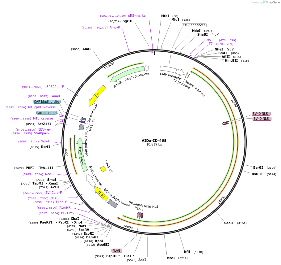 135346-plasmid-map-sequence-id-269048