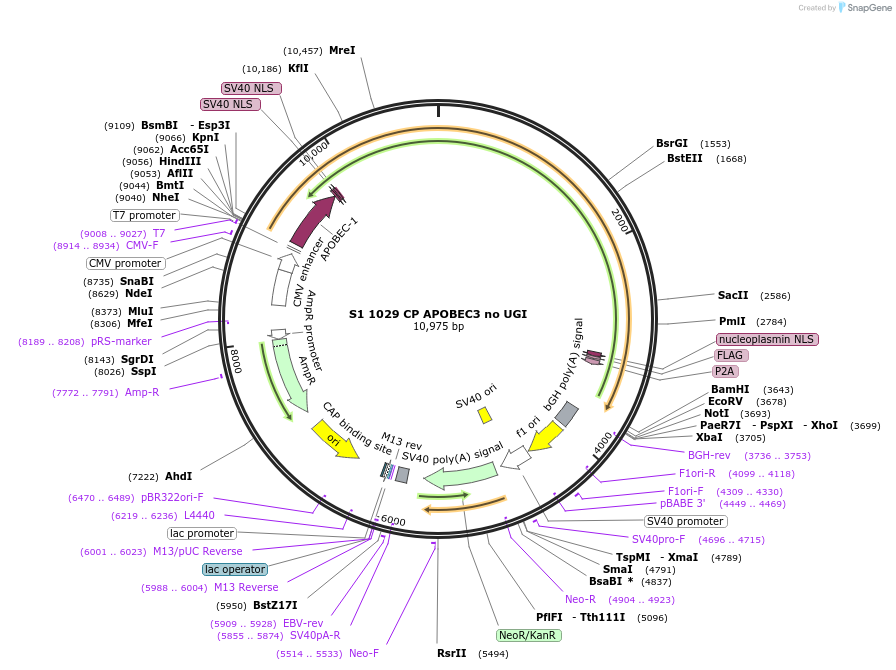 135352-plasmid-map-sequence-id-269050