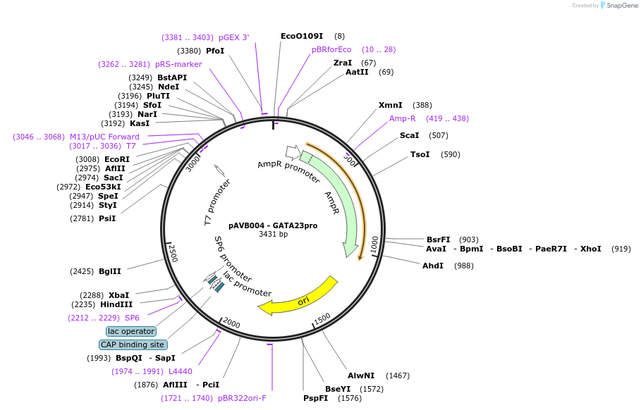 136287-plasmid-map-sequence-id-269058