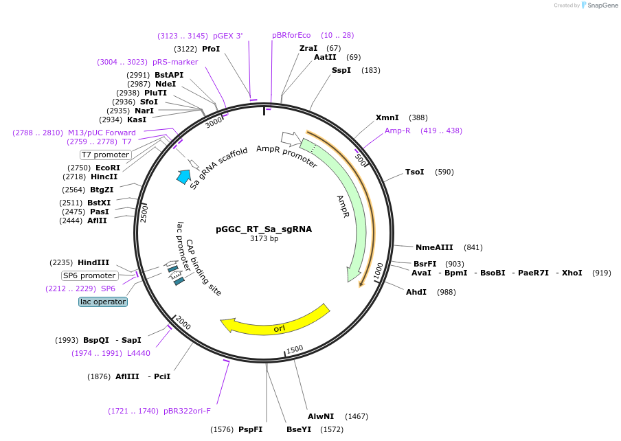 136968-plasmid-map-sequence-id-269077