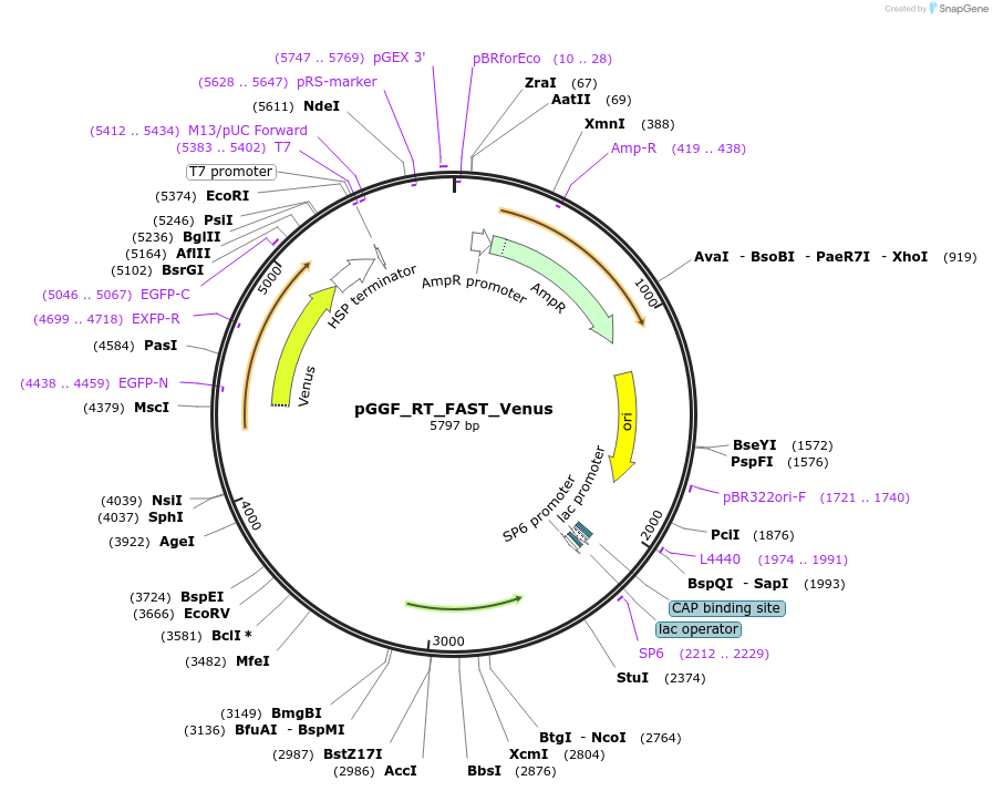 136980-plasmid-map-sequence-id-269080