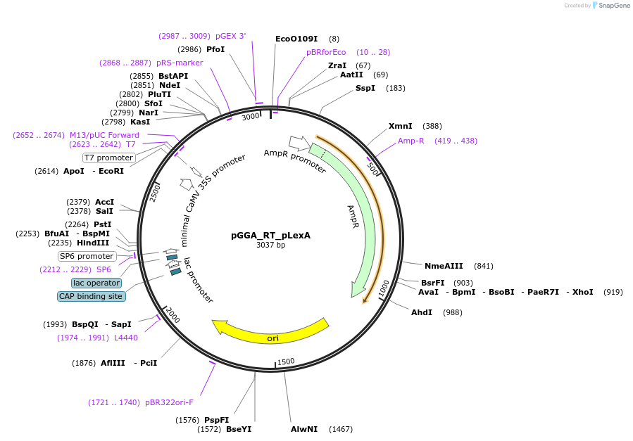 136961-plasmid-map-sequence-id-269088