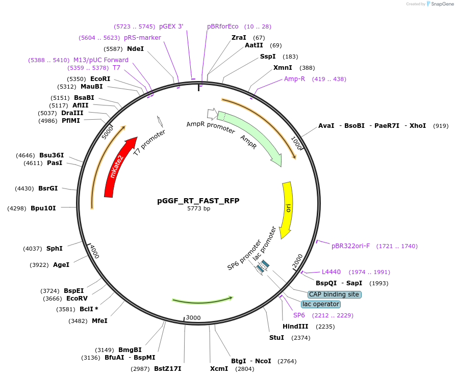 136979-plasmid-map-sequence-id-269090