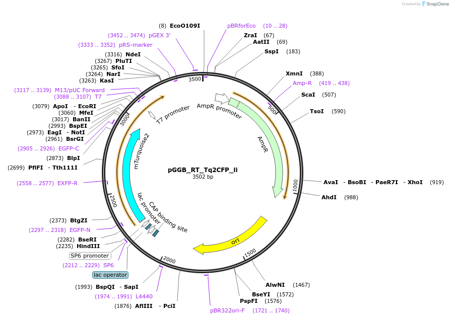 136965-plasmid-map-sequence-id-269100