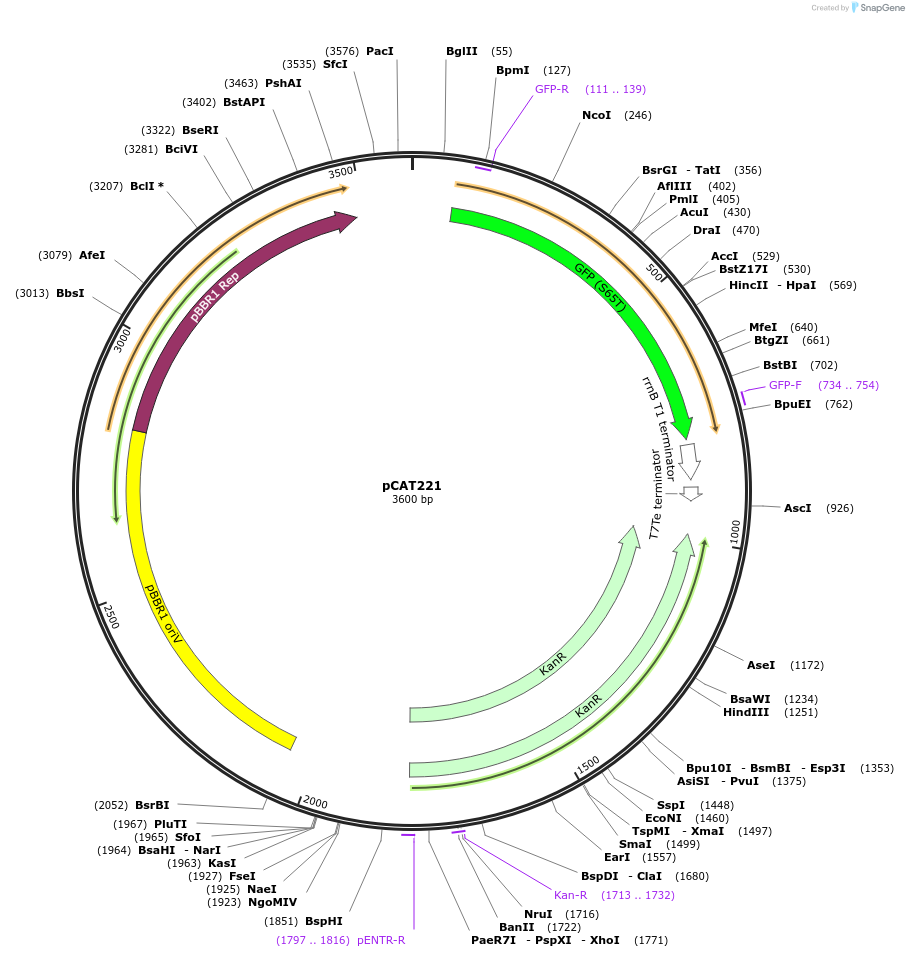 134889-plasmid-map-sequence-id-269101