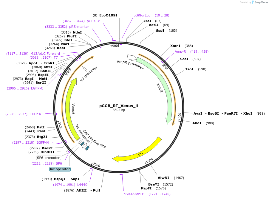 136966-plasmid-map-sequence-id-269102