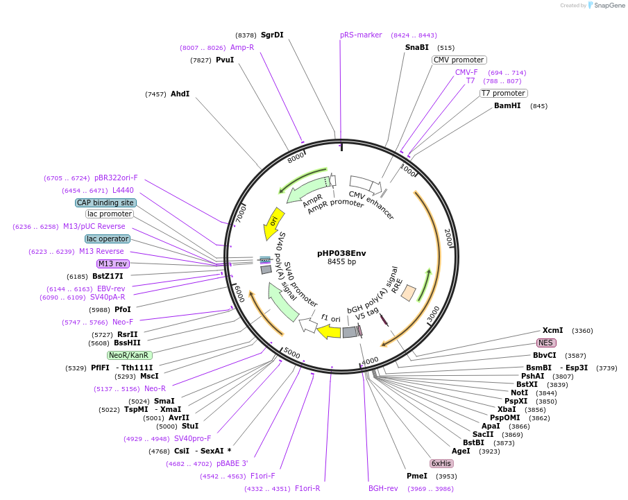 133992-plasmid-map-sequence-id-269104