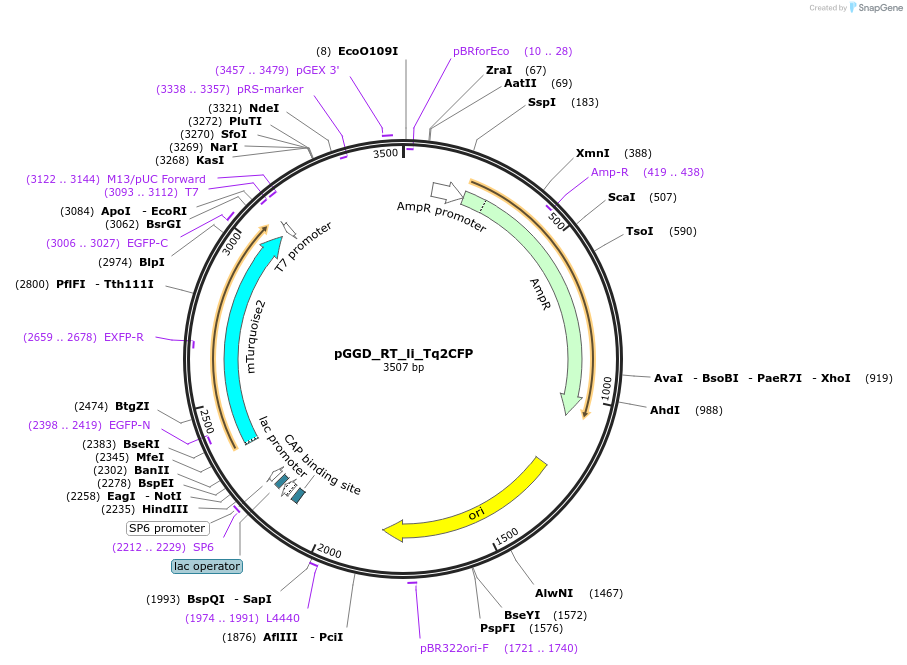 136971-plasmid-map-sequence-id-269106