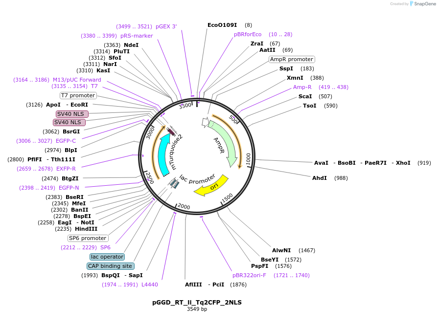 136972-plasmid-map-sequence-id-269108