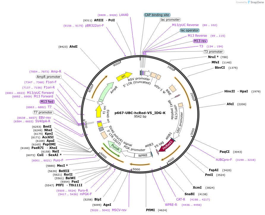 135239-plasmid-map-sequence-id-269113
