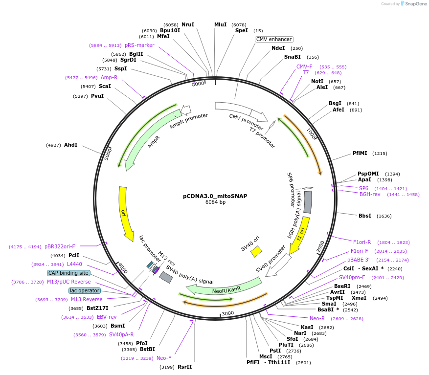 136623-plasmid-map-sequence-id-269202