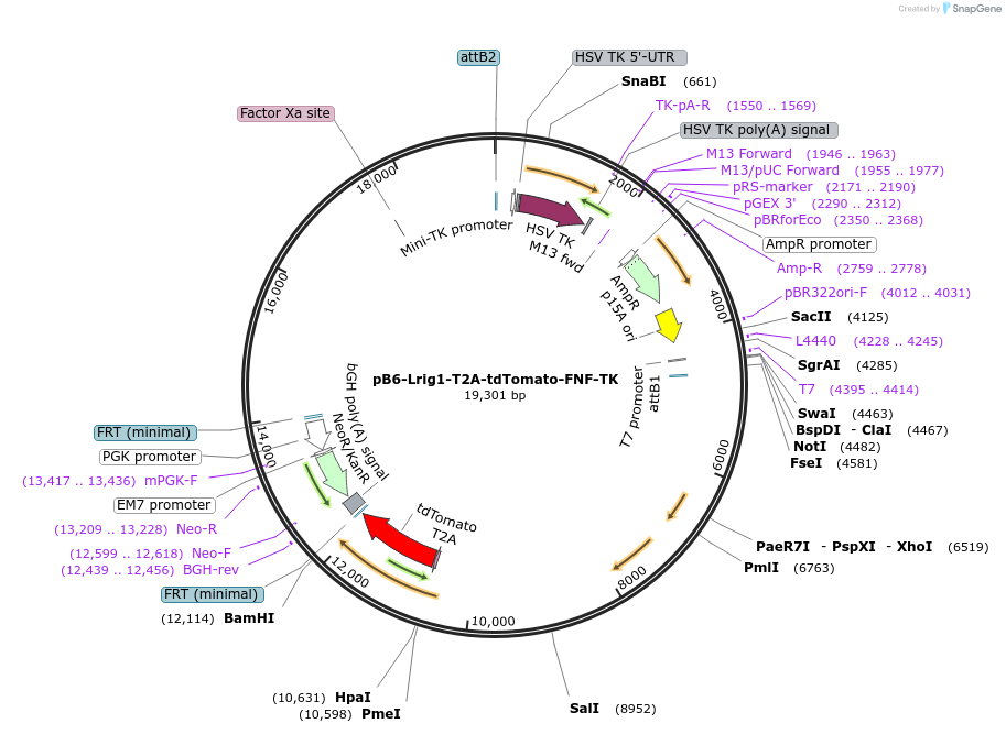 134320-plasmid-map-sequence-id-269238