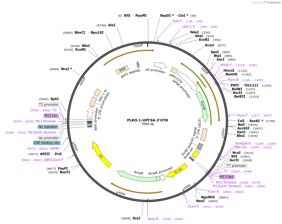 136042-plasmid-map-sequence-id-269240