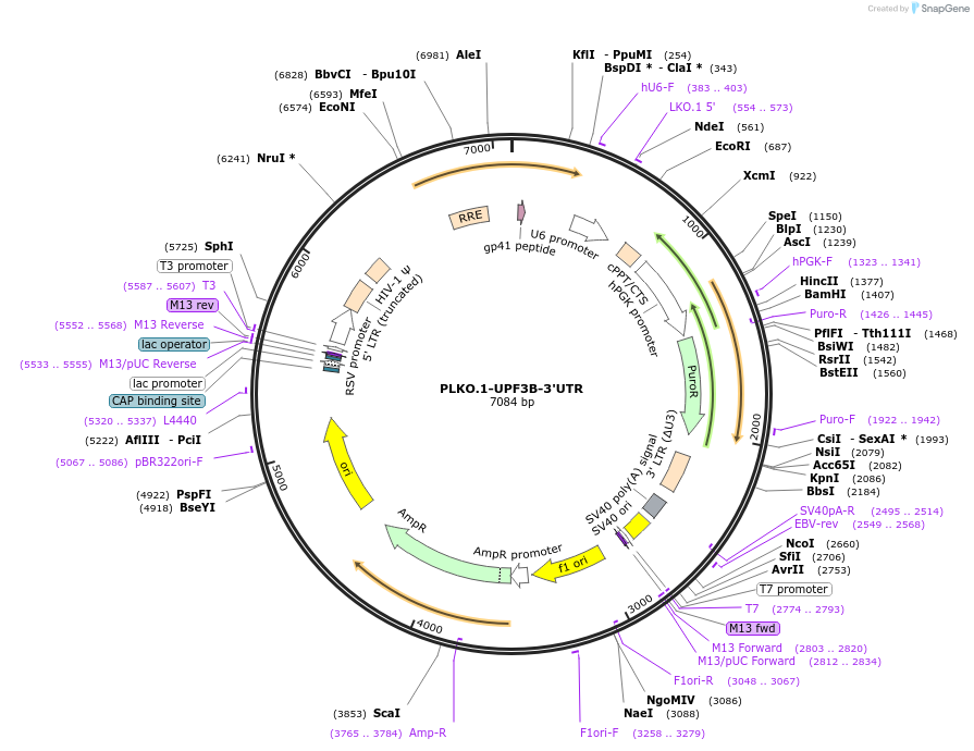 136044-plasmid-map-sequence-id-269242