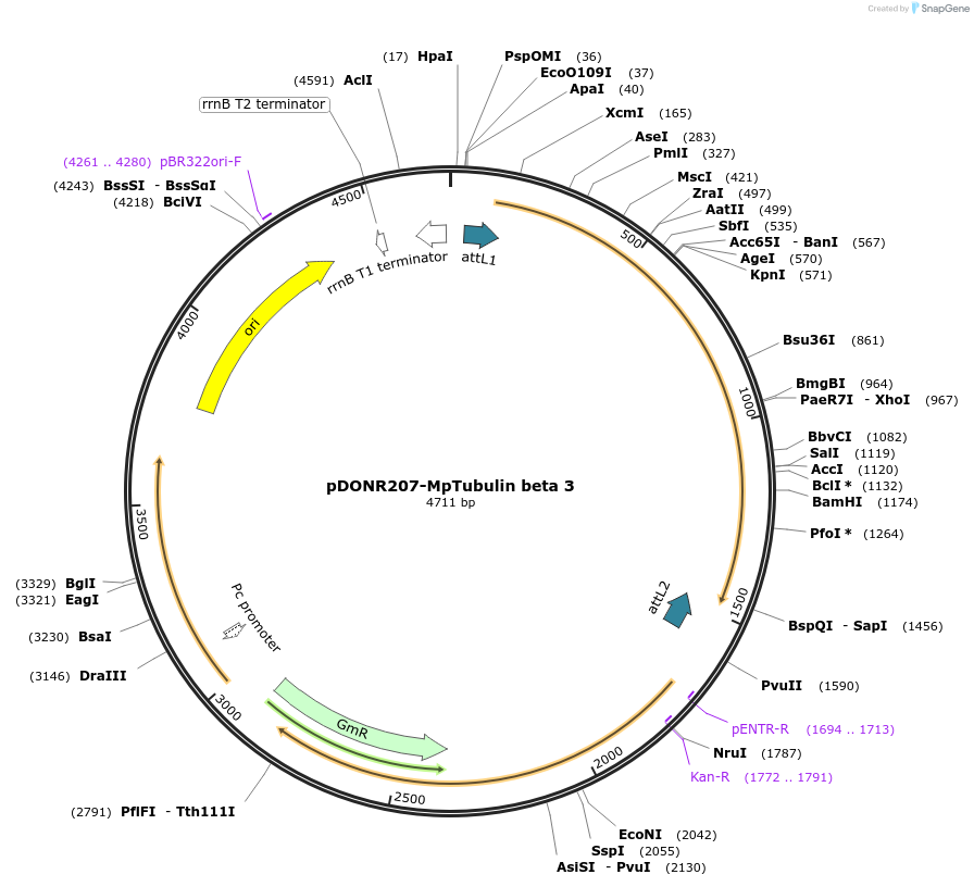 100594-plasmid-map-sequence-id-269243